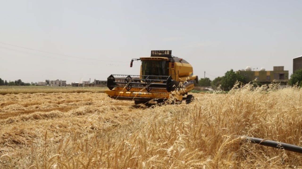 Mezopotamya Ovası’nda hasat erken başladı: Çiftçi, buğday taban fiyatının açıklanmasını bekliyor