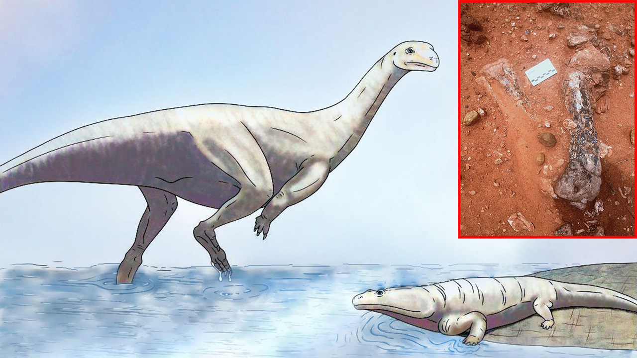 Zimbabve'de yeni bir dinozor türüne ait fosil bulundu