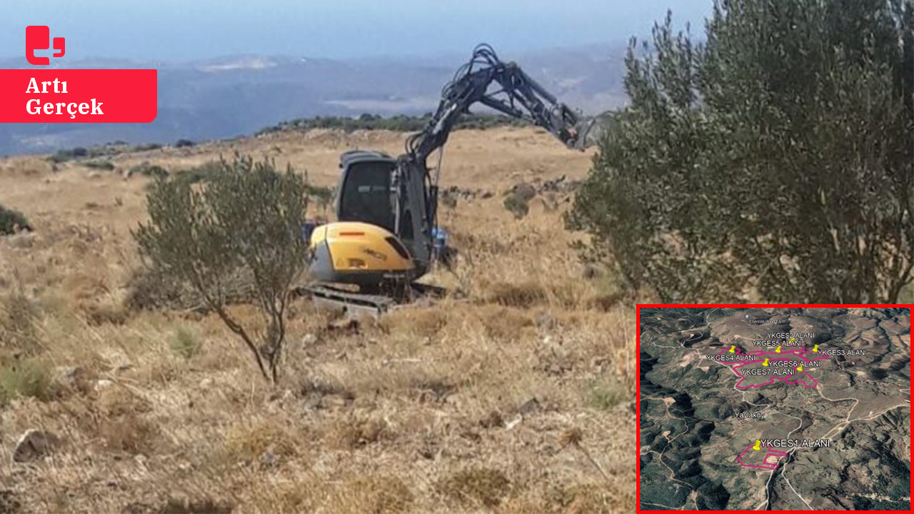 Karaburun'da mahkeme kararına rağmen GES'e onay: 25 bin zeytin ağacı tehlikede