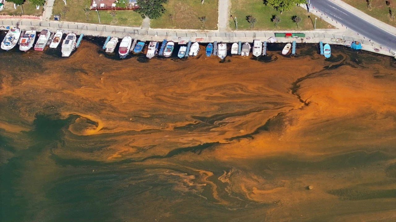 İstanbul'da sıcaklığın artışıyla denizdeki alg yoğunluğu dikkati çekti