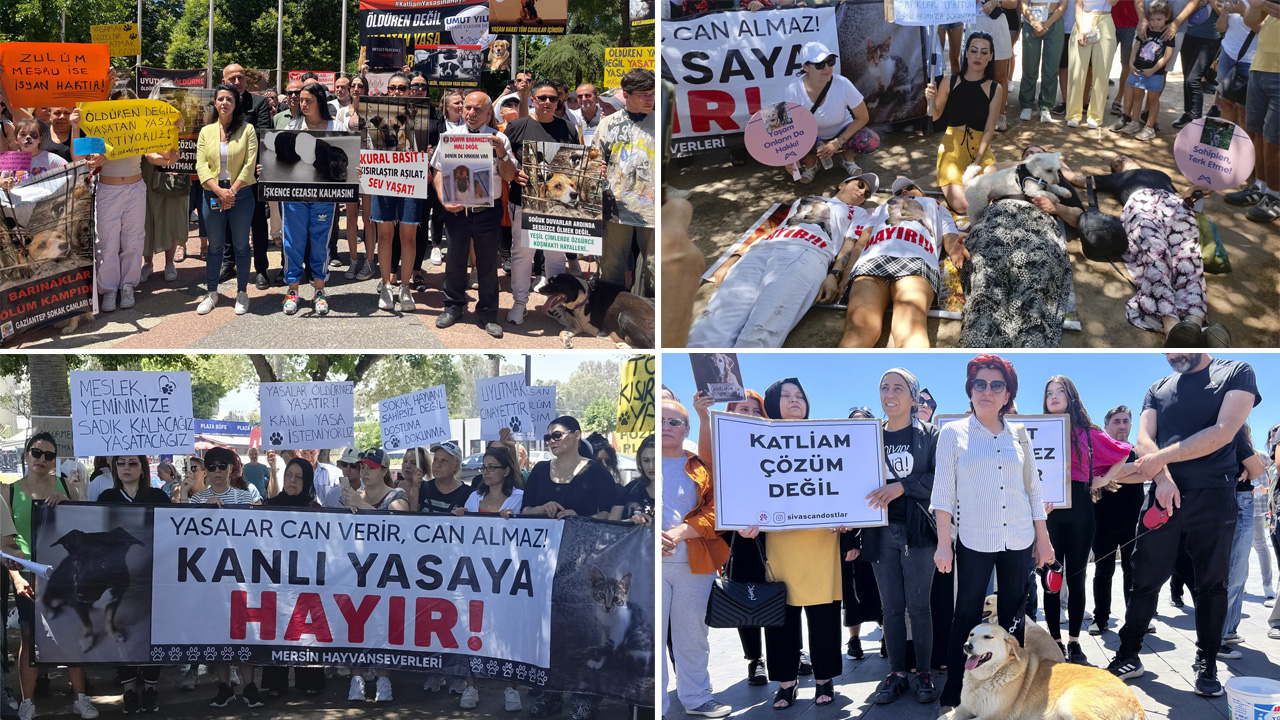 Tüm Türkiye sokak hayvanları için ayakta: 'Katliama izin vermeyeceğiz'