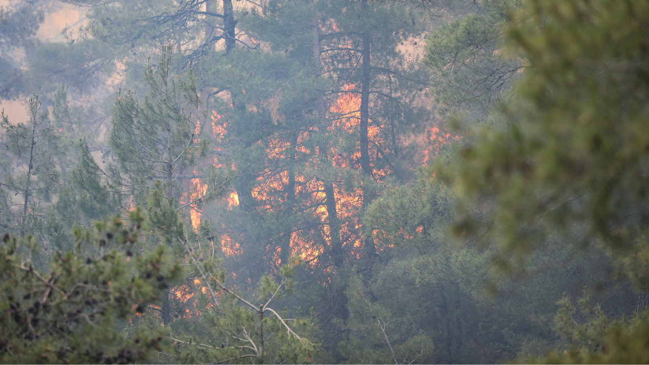 Bursa'da çıkan orman yangını kontrol altına alındı
