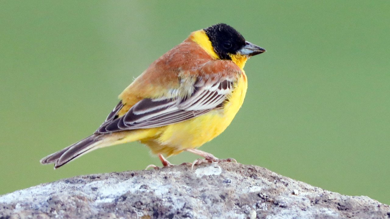 Ağrı ve Aras dağları arasındaki cennet: 110'dan fazla kuş türü yaşıyor