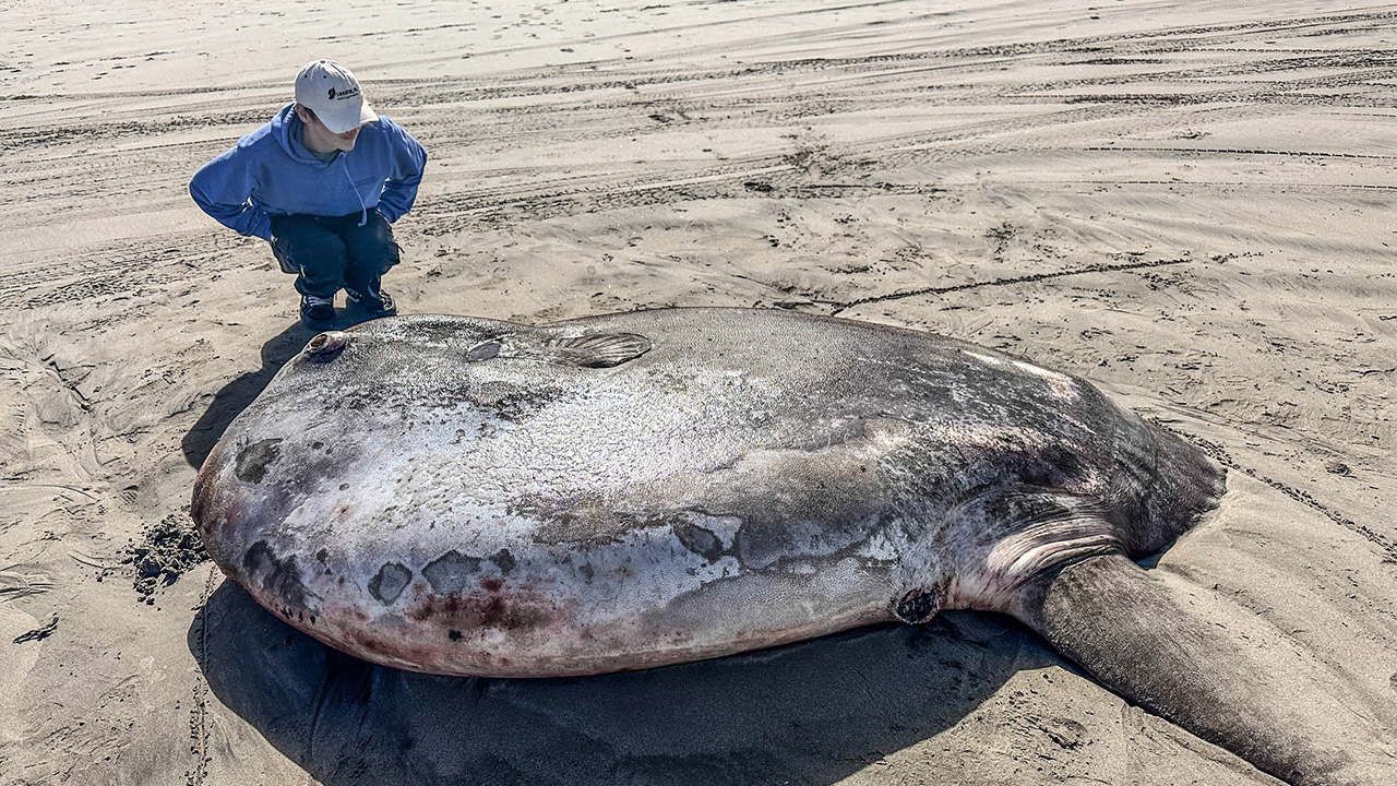 ABD'de karaya vuran 7 metrelik dev balığın türü ortaya çıktı