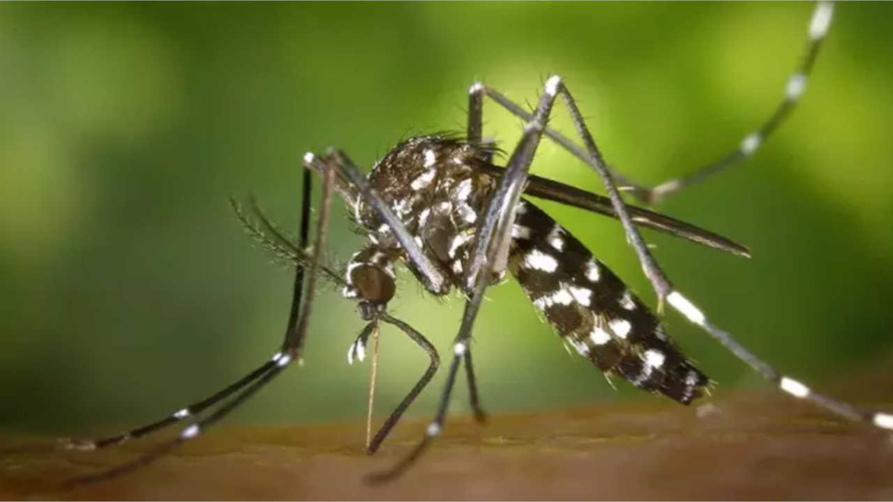 Ateşli hastalığa neden olan Asya Kaplan Sivrisineği, Avrupa’da yayılıyor