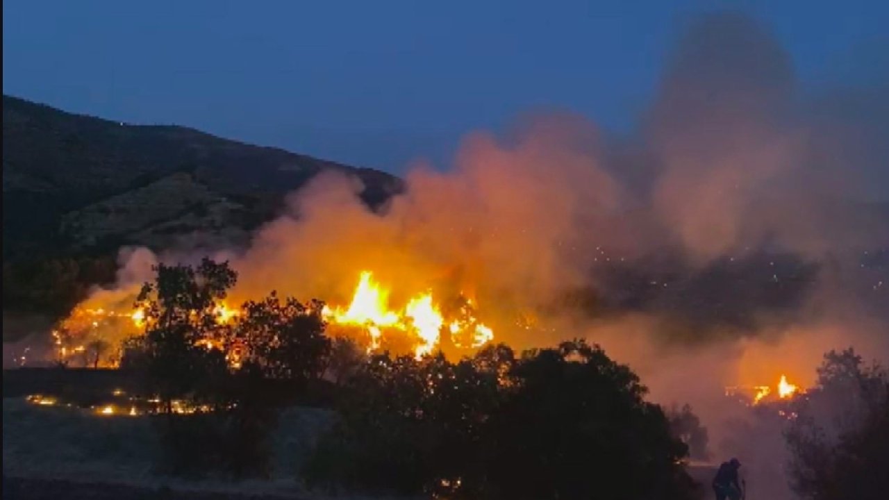 İzmir'de zeytinlik alanda yangın: Müdahale ediliyor