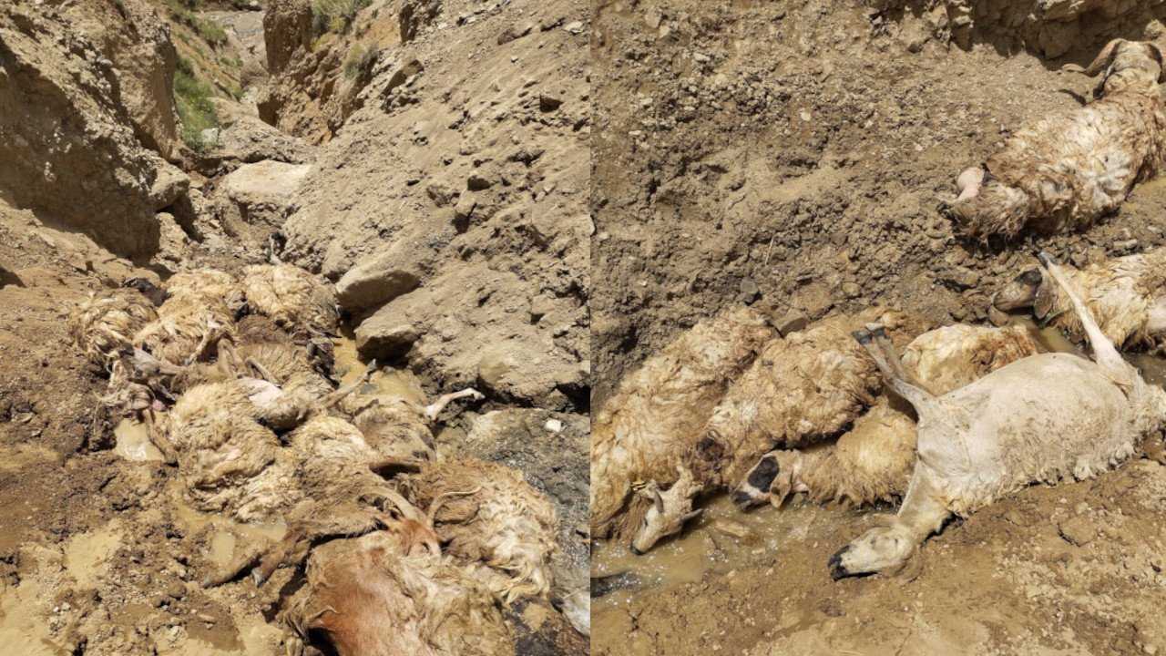 Sürüdeki koyunun peşinden 27 koyun daha uçuruma atlayıp öldü