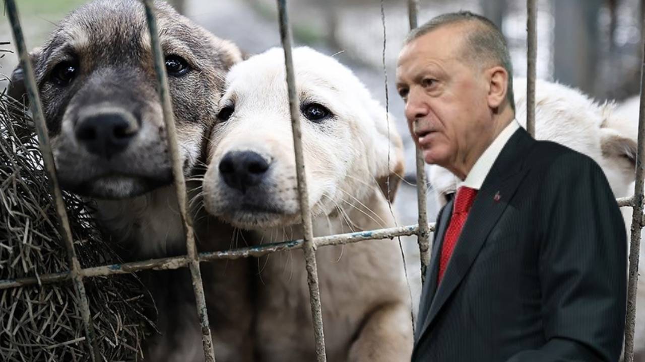 Sokak hayvanlarına yönelik 'katliam' düzenlemesi...Erdoğan’dan kurmaylarına 'Bir an önce neticelendirin' talimatı