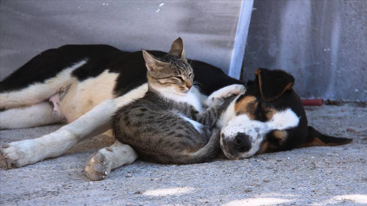 Türkiye katliam tasarısını tartışırken Avrupa Birliği'nden kedi ve köpeklerin refahı için yasa hazırlığı