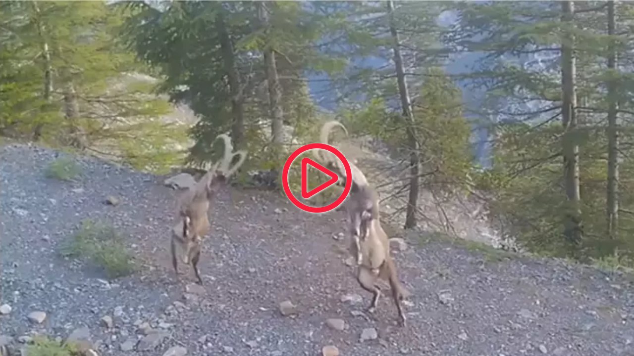 Dağ keçilerinin üstünlük kavgası kameralarda