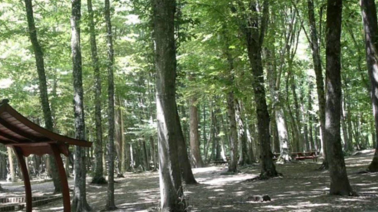 Konya'da ormanlık alanlara girişler 30 Eylül'e kadar yasaklandı