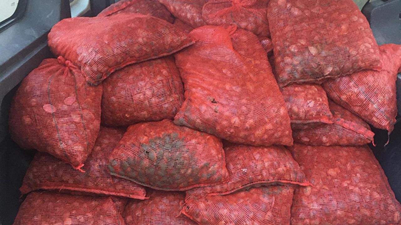 İstanbul'da kaçak avlanmış 1 ton midye denize döküldü