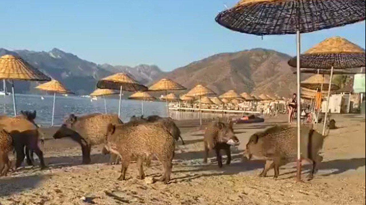 Marmaris'te domuz sürüsü plaja indi