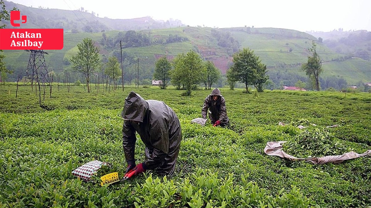 Çay üreticilerinden, ÇAYKUR'a tepki: 'Ya çaylarımızı alsınlar, ya da ÇAYKUR'u bize versinler'