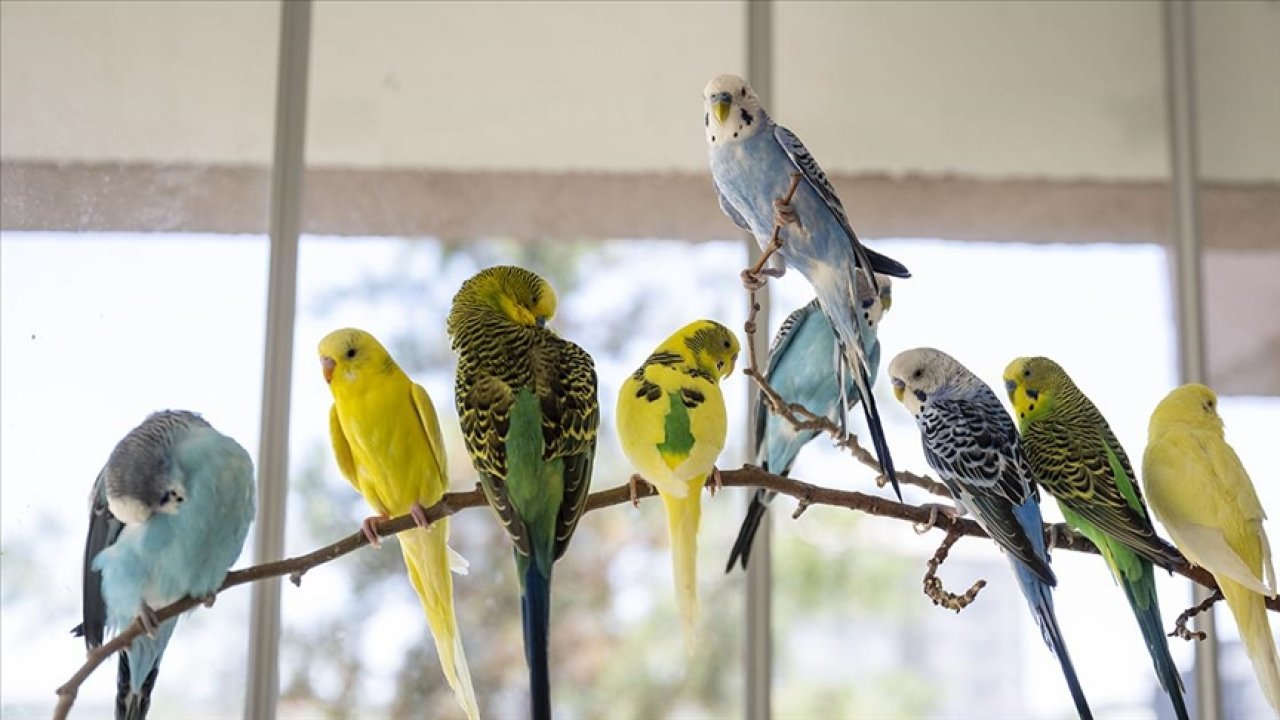 Papağan ve muhabbet kuşlarının daha iyi konuşmasını sağlayan 10 öneri