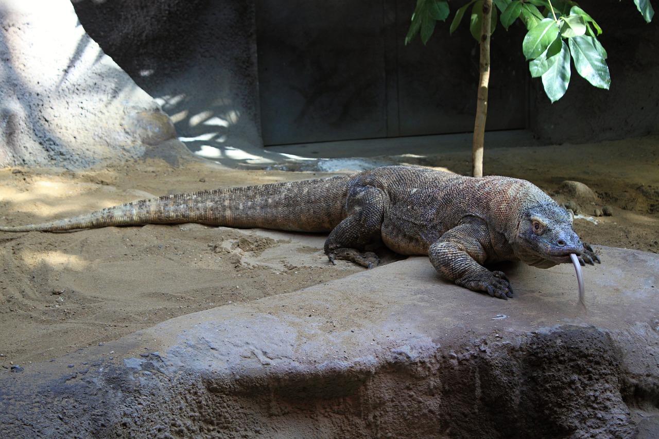 Komodo ejderlerinin dişlerine dair yeni bilgi