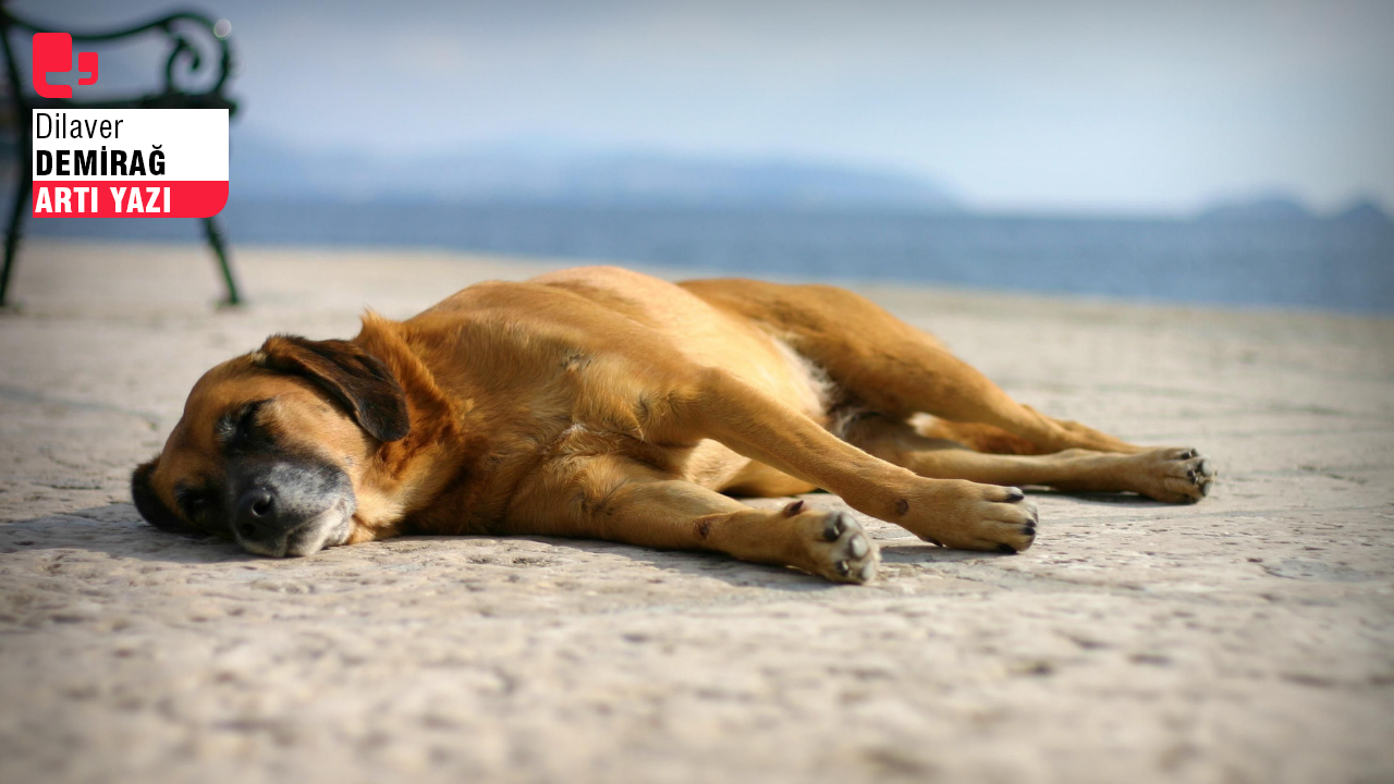 Diren İstanbul: Saray modernleşmesi ve sokak köpekleri