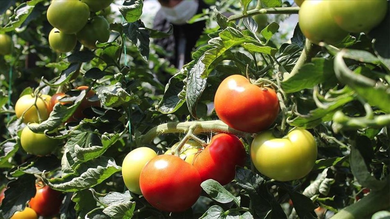 Salatalık, domates ve yeşillikler böyle saklanırsa asla bozulmuyor! İşte şeflerin sırları