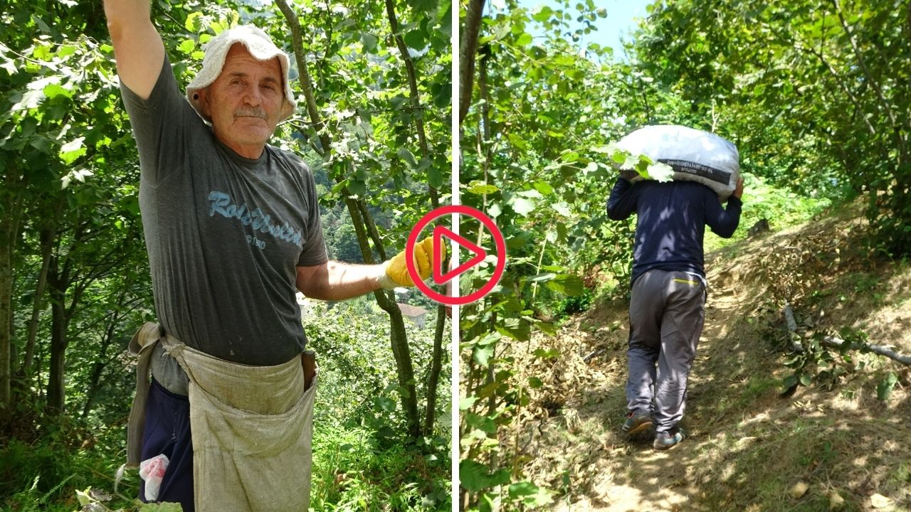 Trabzonlu fındık üreticileri: 'İnsanların kendi coğrafyalarına tutunabilmeleri engelleniyor'