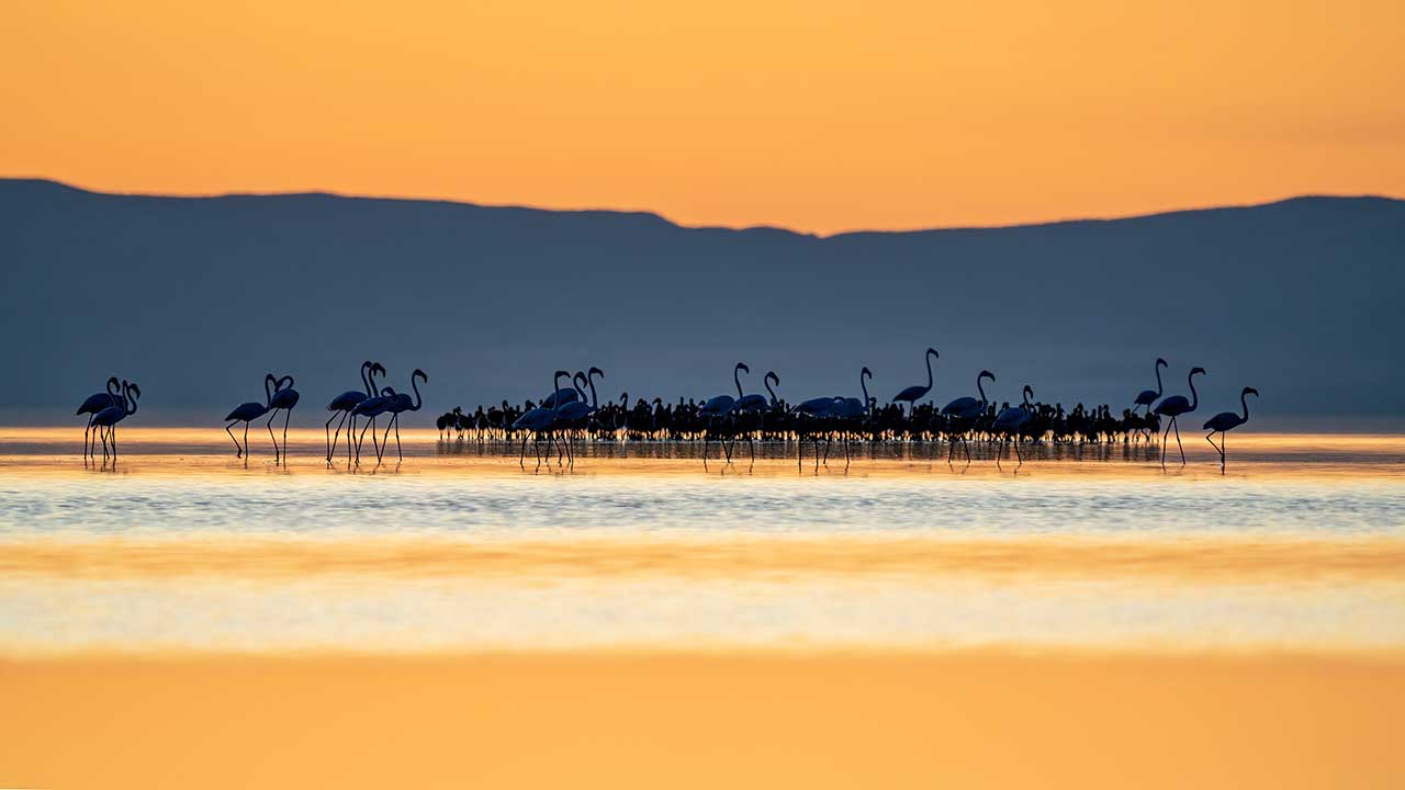 Tuz Gölü, 5 bin yavru flamingoya ev sahipliği yapıyor