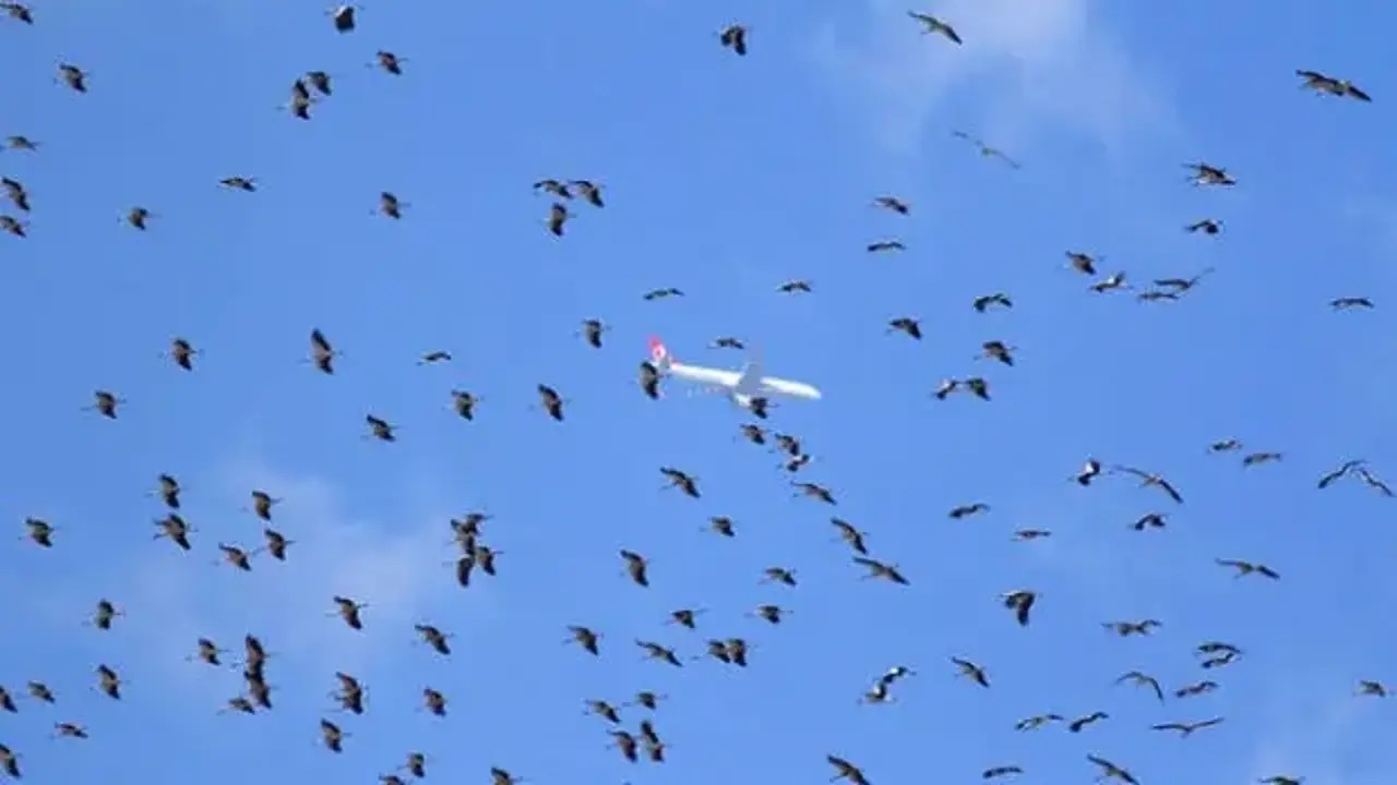 İstanbul hava sahasında leylek alarmı