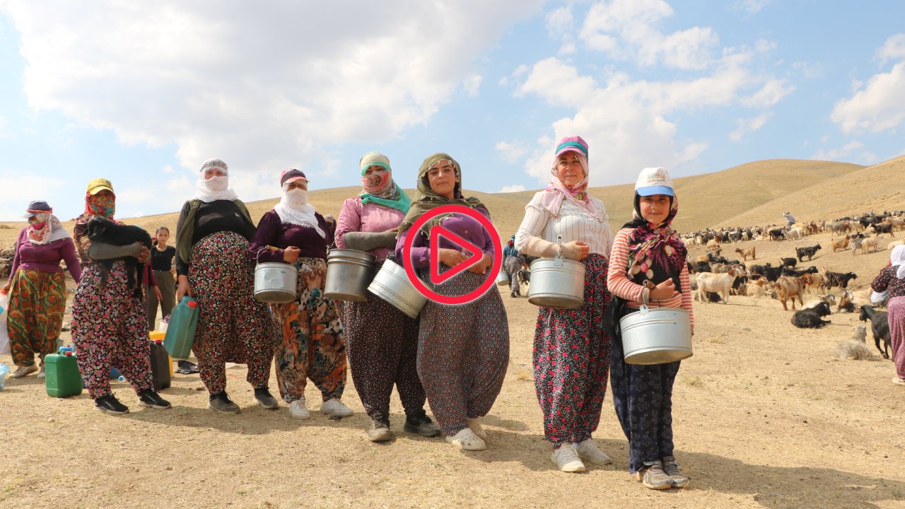 Hakkari'de berivanların halayı: Yorgun olsak bile halaylarımızı çektikten sonra yayladan dönüyoruz