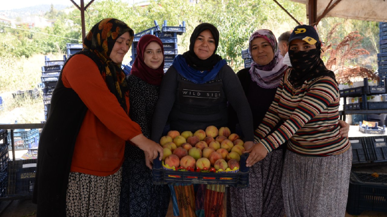 Mersin'de yerli şeftali hasadı başladı: Üreticiler verimden memnun