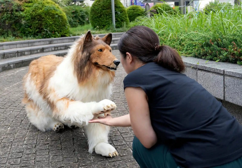 Binlerce dolar harcayıp köpek olmuştu! Olay adam ilk kez yüzünü gösterdi