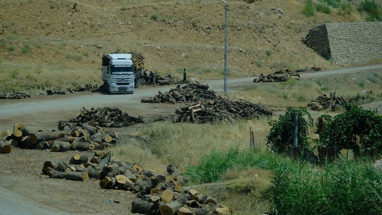 Şırnak'taki orman kıyımı devam ediyor: 'Kesimler mevzuata uygun'