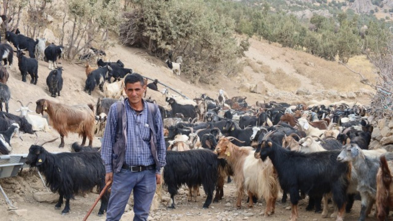 Şırnak'ta DEM Partili belediyeden hayvancılık için 'çoban' projesi