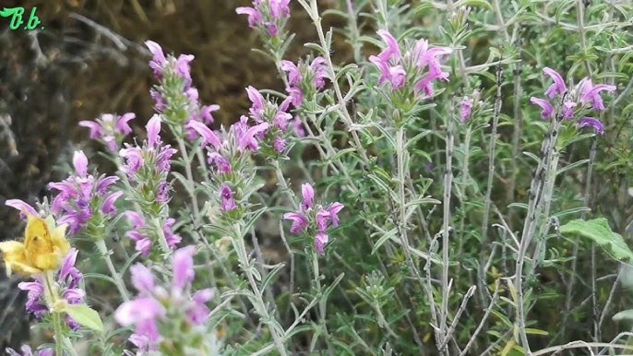 Limon ve sarımsaktan daha etkili: Yemeklere bir tutam eklenmeliymiş