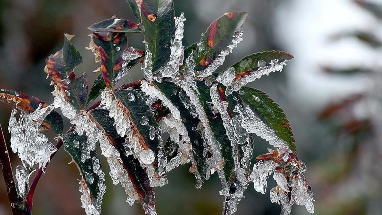 Meteoroloji'den çok sayıda bölgeye zirai don uyarısı