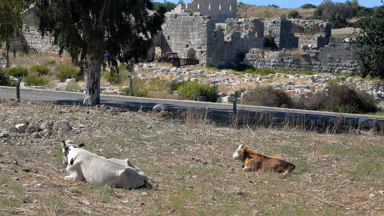 Patara'nın yollarında inek ve koyun zararı