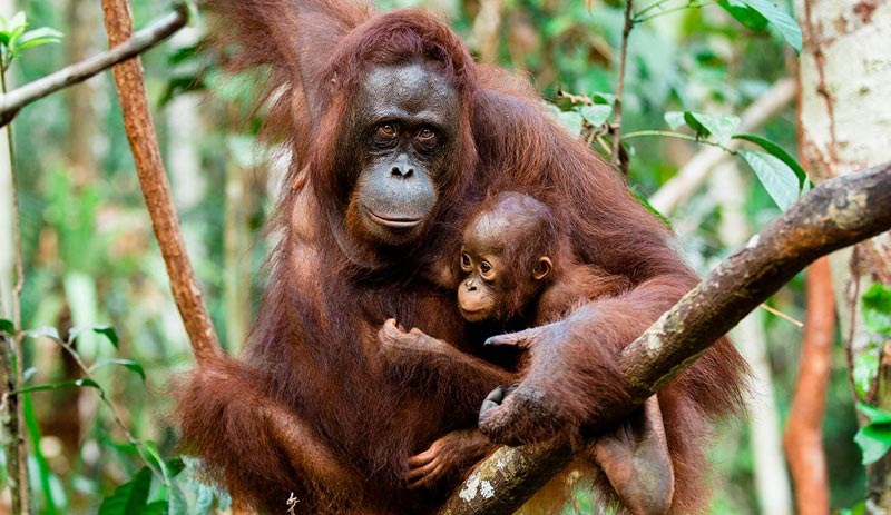 16 yılda 100 bin orangutan yok edildi