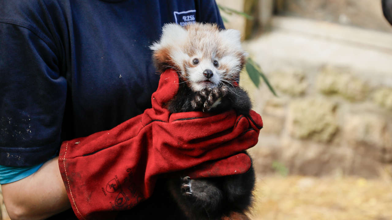 Havai fişek sesinden korkan kırmızı panda yavrusu öldü