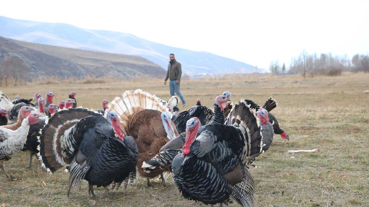 Hakkari'de yılbaşı öncesi hindiler satışa çıktı: Fiyatı 4 bin lirayı buluyor