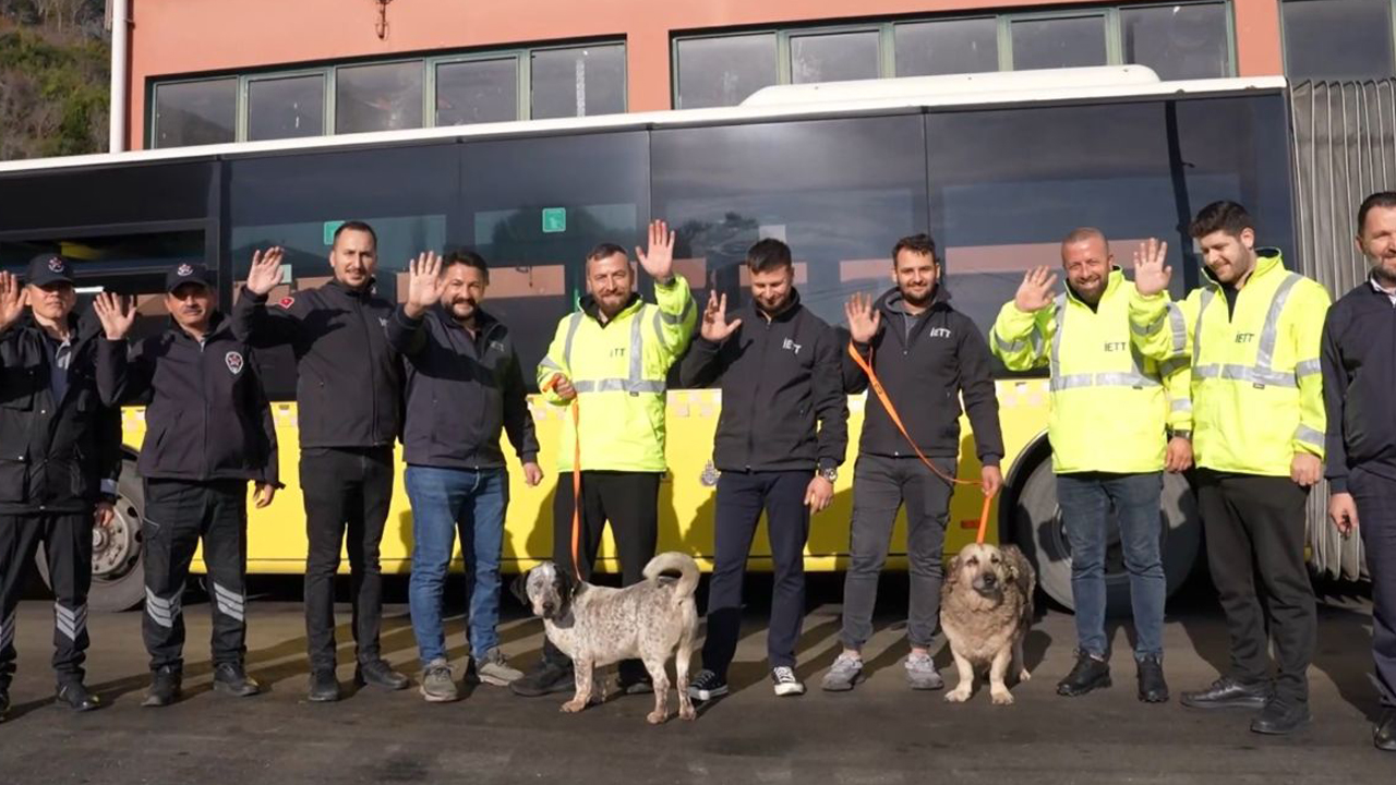 İETT’nin 'patili dostlar' ailesi büyüyor