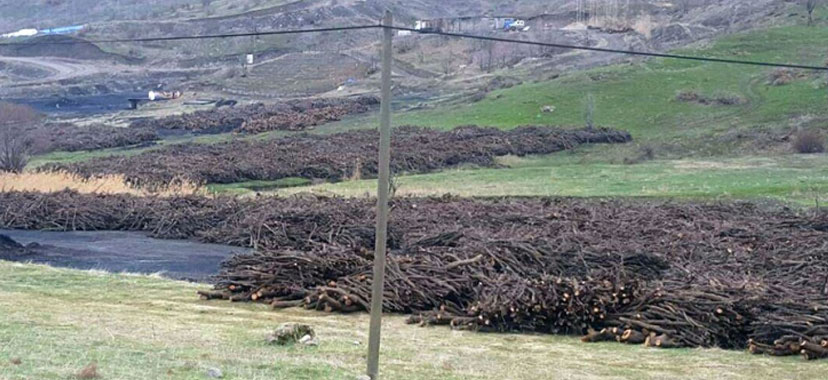 Şırnak'ta ağaç kıyımı