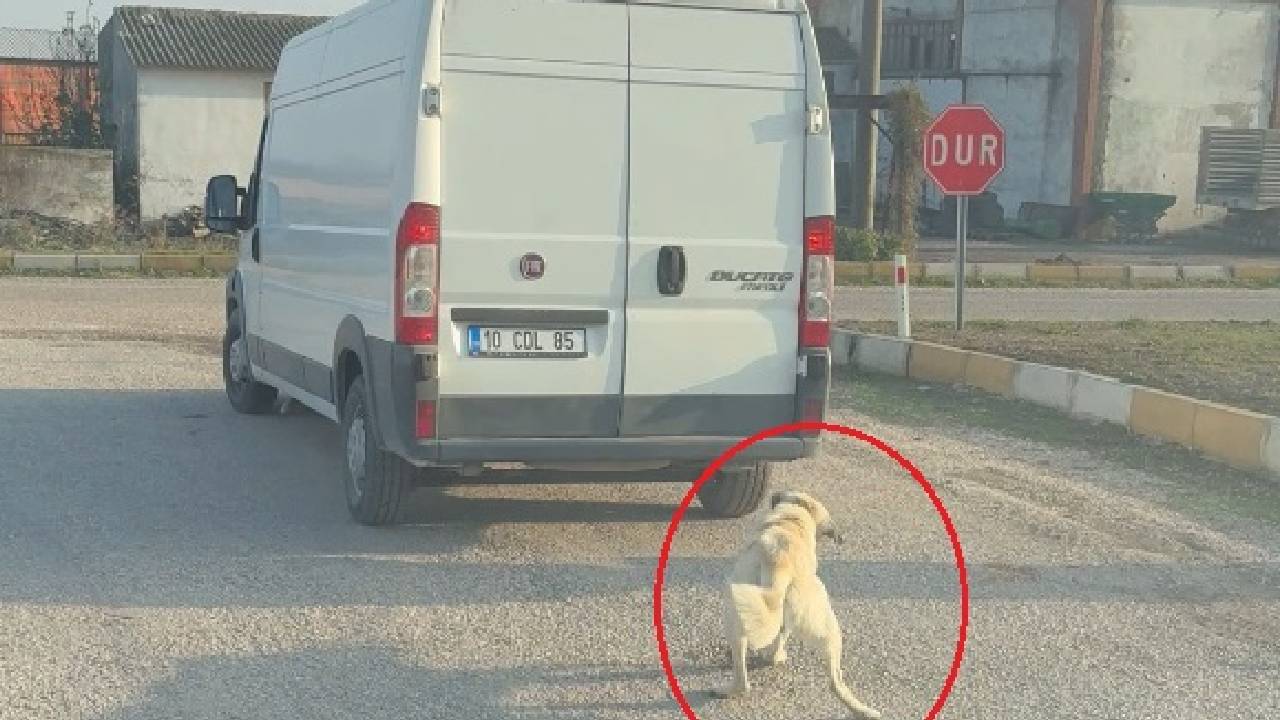 Köpeği minibüsün arkasına iple bağlayıp çeken şahsa 65 bin TL para cezası