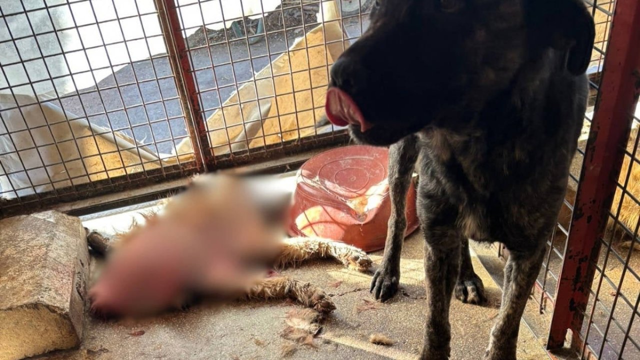 CHP'li Mamak Belediyesi'nin barınağında köpeklere kötü muamele: 'Acil denetim' çağrısı