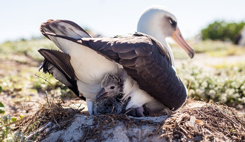 67 yaşındaki albatros kuşu anne oldu