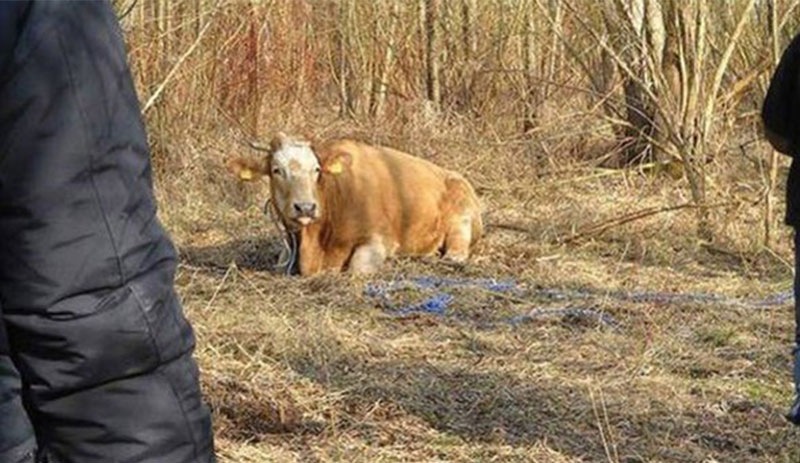 Özgürlüğüne kaçan inek yakalanınca stresten öldü