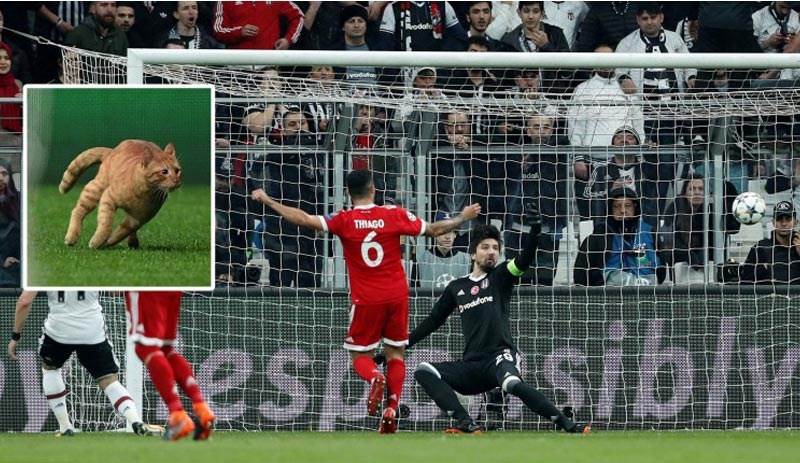 Beşiktaş - Bayern Münih maçının kahramanı kedi oldu