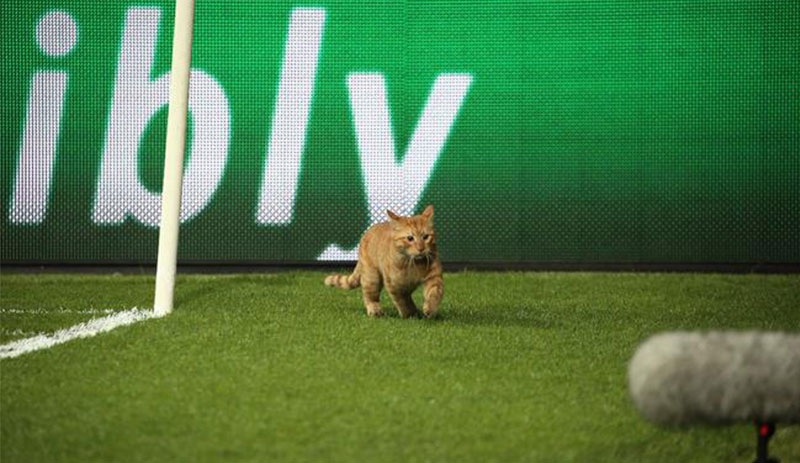 UEFA'dan Beşiktaş'a 'kedi' soruşturması