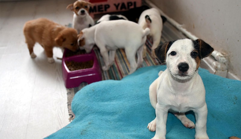 Kapıkule'de yavru köpekleri satın alan olmadı