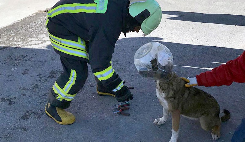 Kafası bidona sıkışan köpek, itfaiye binasına gitti