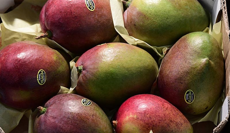 İki mango 4 bin dolara satıldı