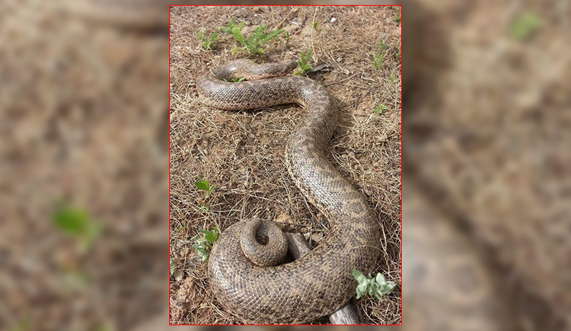 Mutki'de boa yılanı görüntülendi