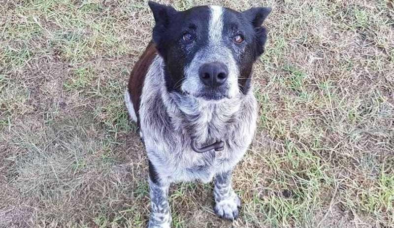 Sahibini korudu 'fahri polis köpeği' oldu