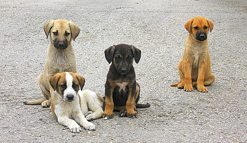 Yavru köpekleri telle boğup, başlarını taşla ezdiler